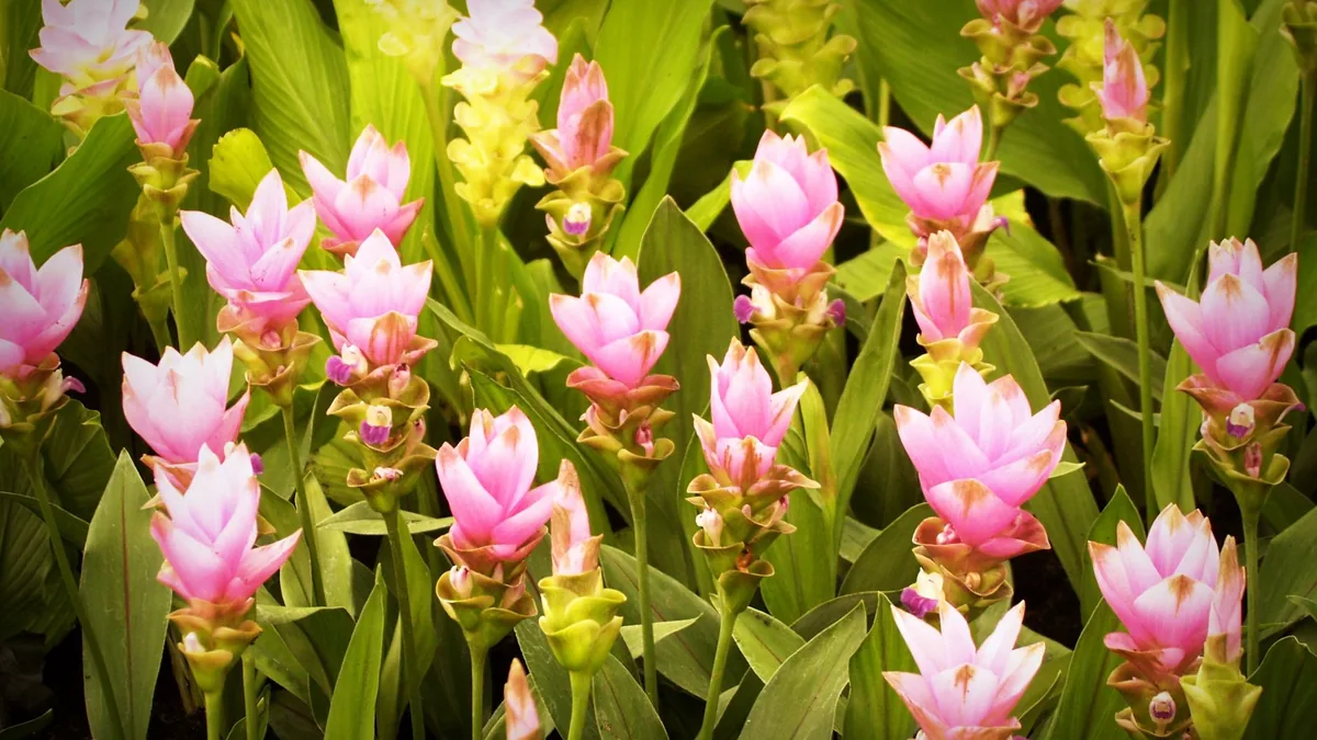 Lush garden filled with vibrant pink curcuma flowers blooming amidst green leaves, captured in daylight.