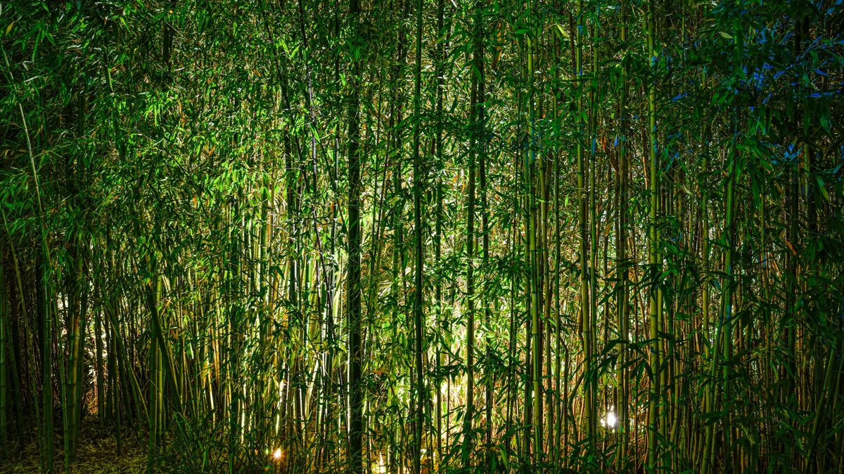A tranquil bamboo forest beautifully lit at night showcasing vibrant green stalks and leaves.